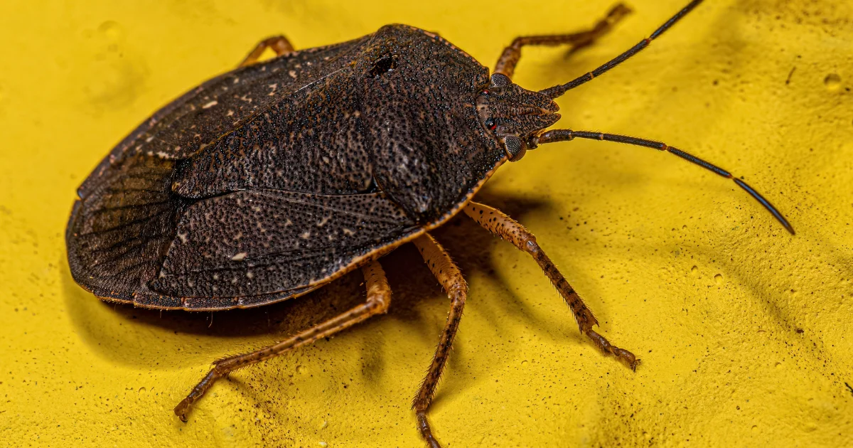 Stink bug identification guide for Texas homeowners